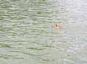 Priest Lake Area Photographs (952)