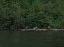 Priest Lake Area Photographs (993)