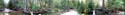 forestscene1
