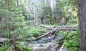 forestscene2