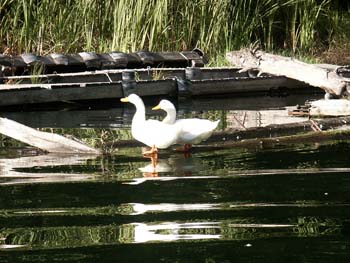 harborducks
