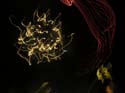 Schweitzer Fireworks (52)