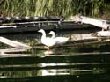 harborducks