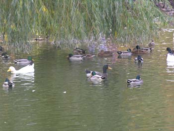 Spokane Photographs (109)