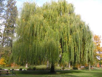 Spokane Photographs (111)