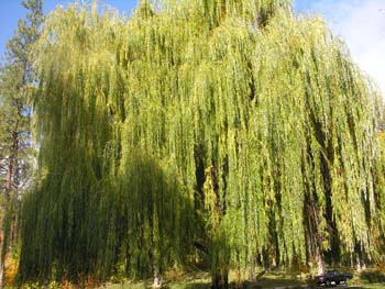 Spokane Photographs (123)