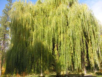 Spokane Photographs (124)