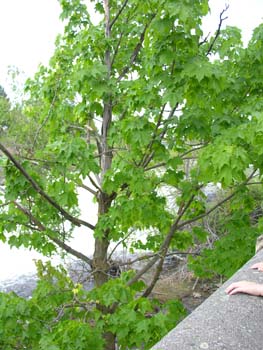 Spokane Photographs (271)