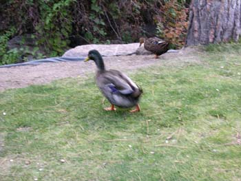 Spokane Photographs (387)