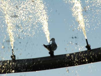 Spokane Photographs (569)