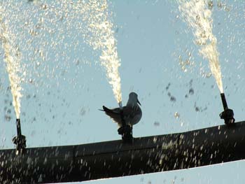 Spokane Photographs (570)