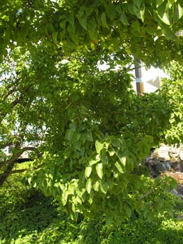 Spokane Photographs (615)