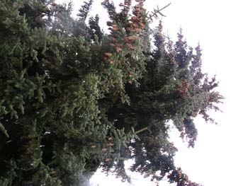 Spokane Photographs (748)