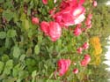 Spokane Photographs (162)