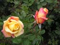 Spokane Photographs (163)