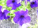 Spokane Photographs (578)