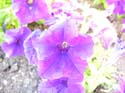 Spokane Photographs (580)